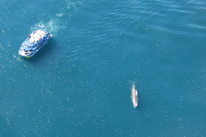Aerial views of Kaikoura Sperm Whales & Boat